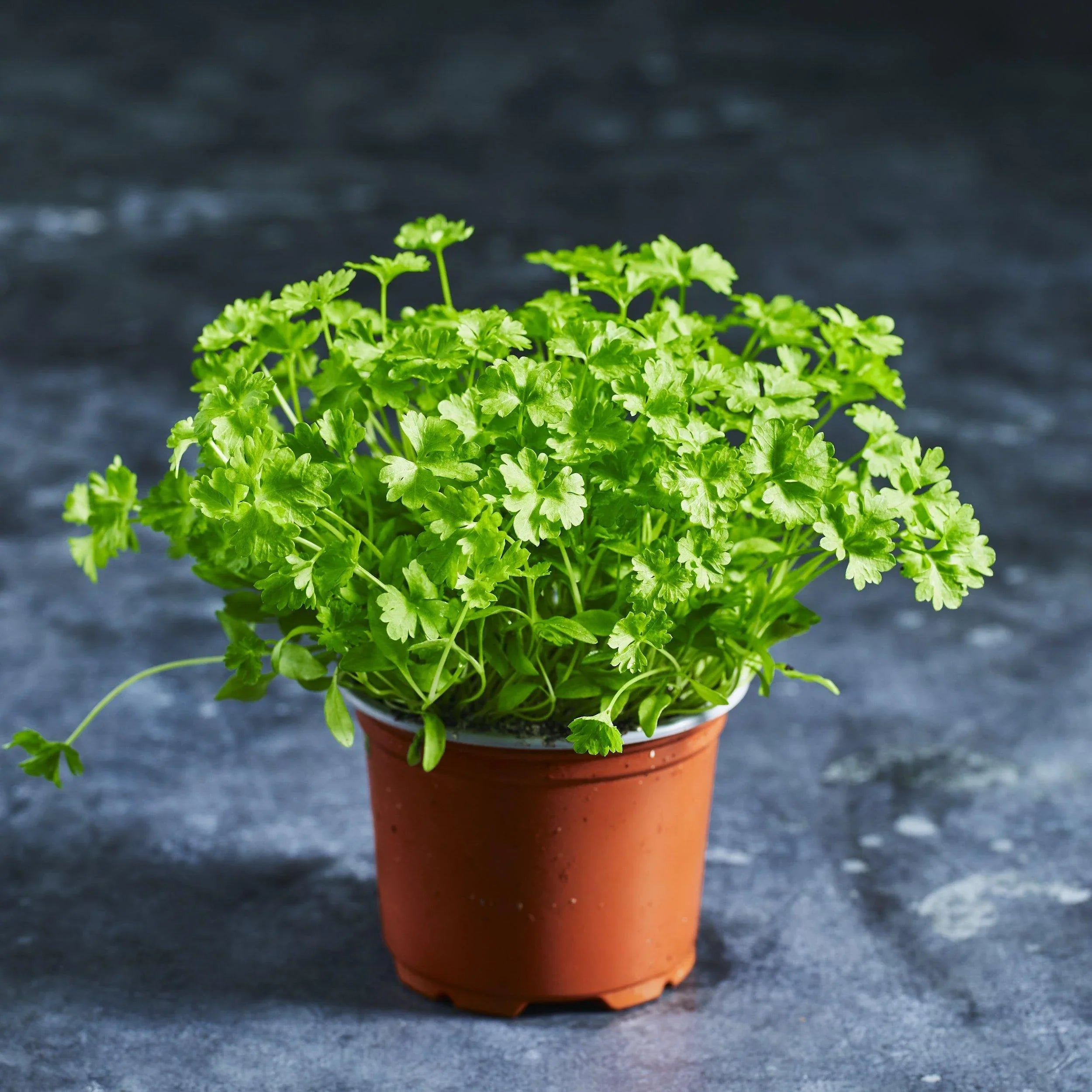 Parsley Curled Seeds - Herbs - Australian Wheatgrass