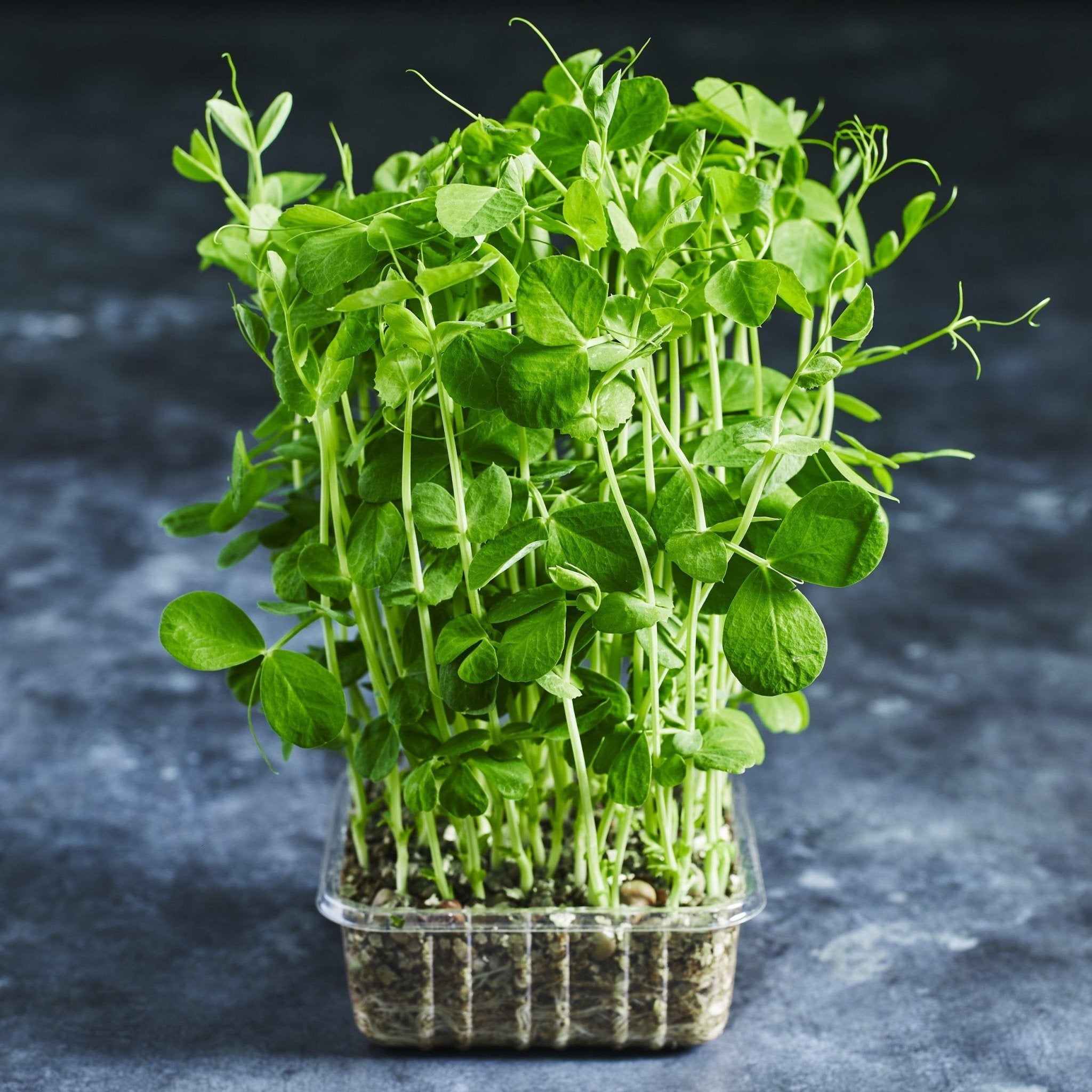 Pea Shoot Microgreens - Australian Wheatgrass