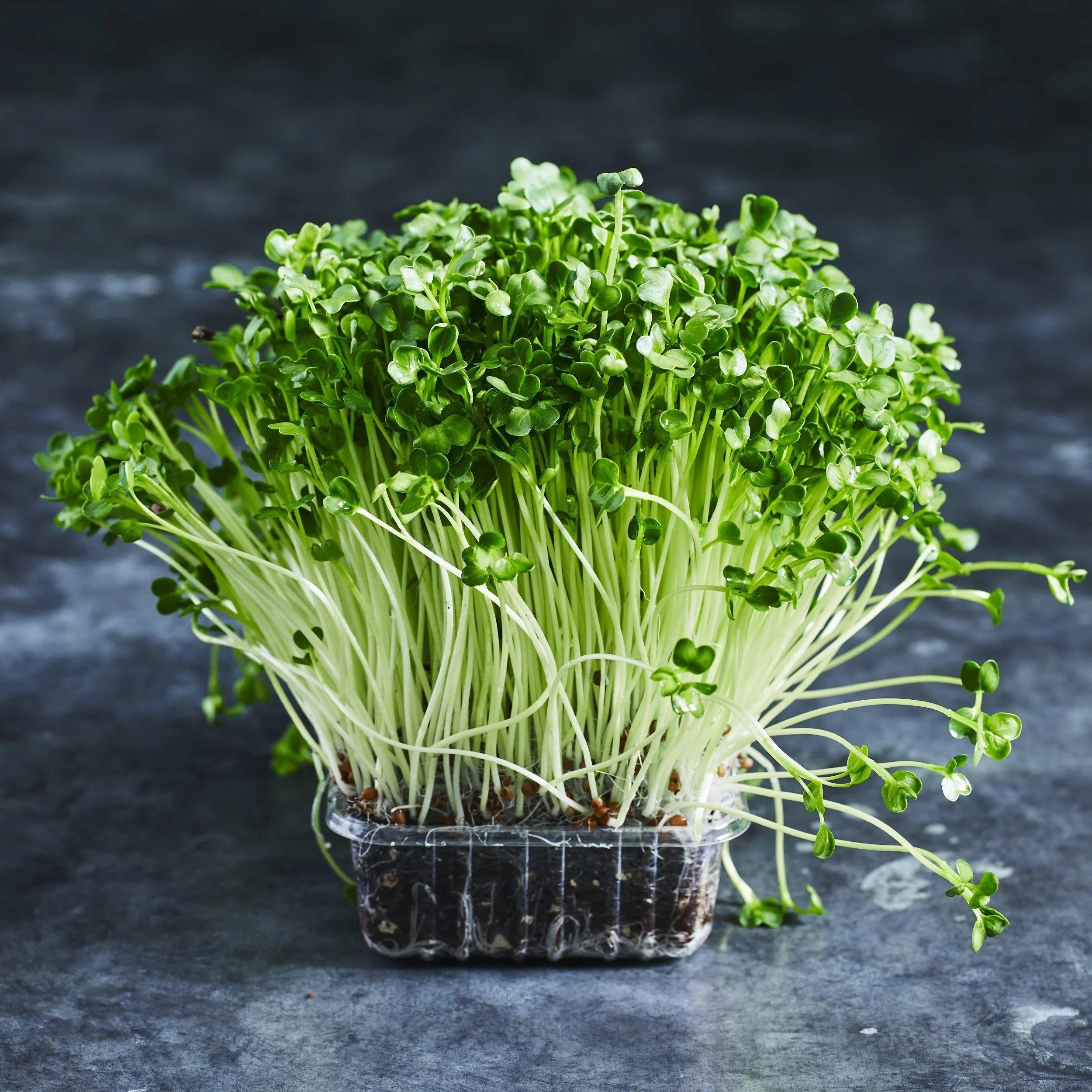 Radish Seeds - Daikon - Australian Wheatgrass
