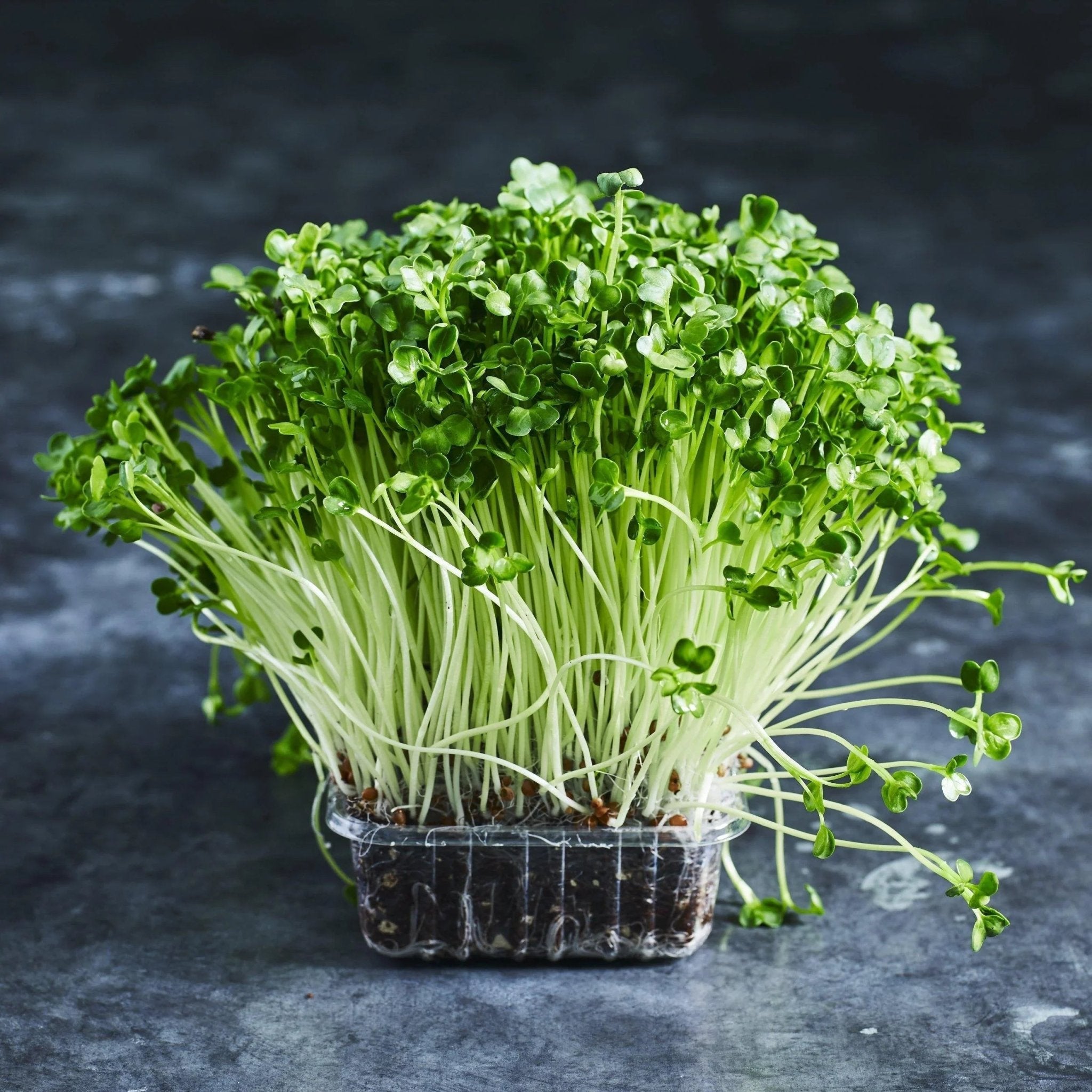 Radish Seeds - Daikon - Australian Wheatgrass