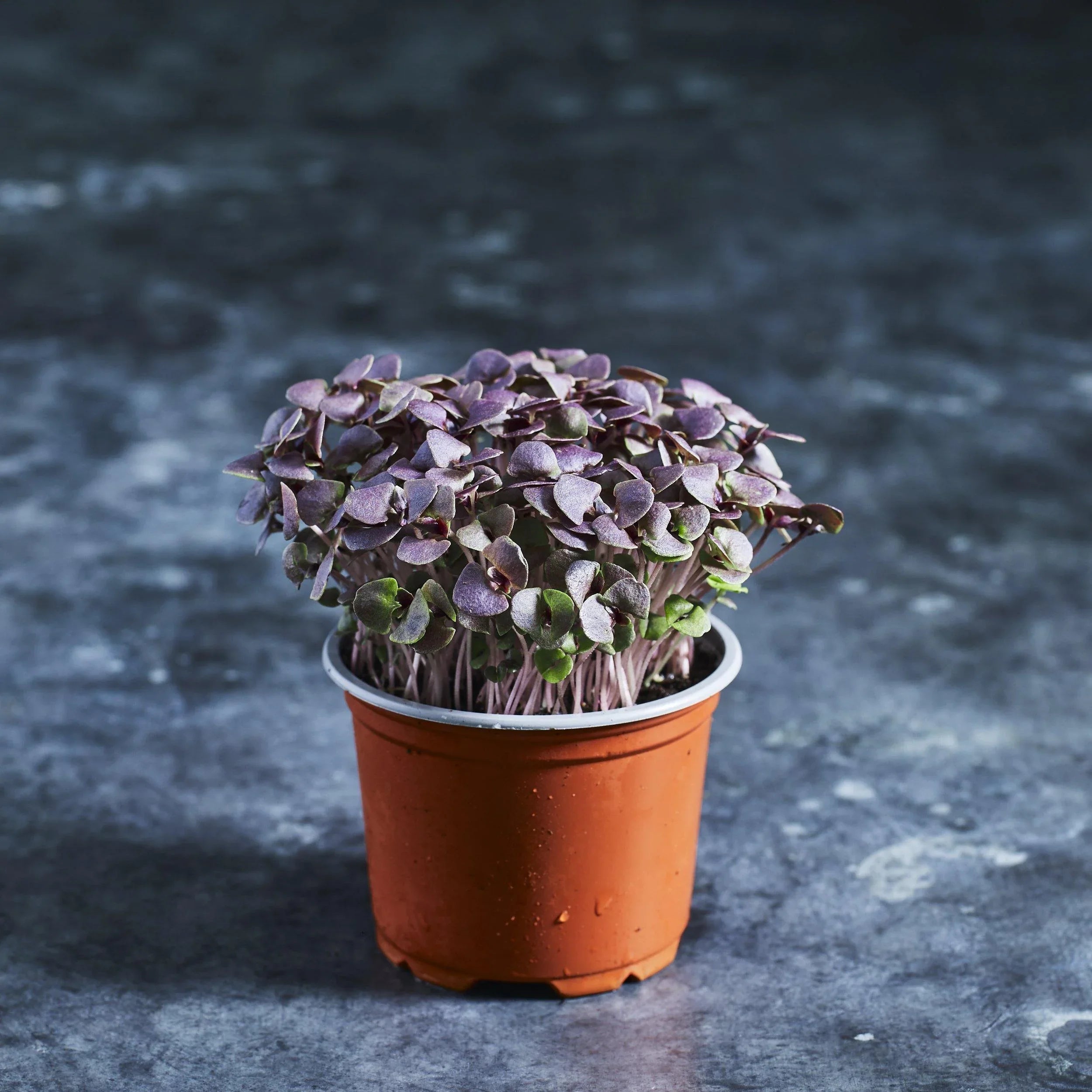 Basil Seeds - Purple - Australian Wheatgrass