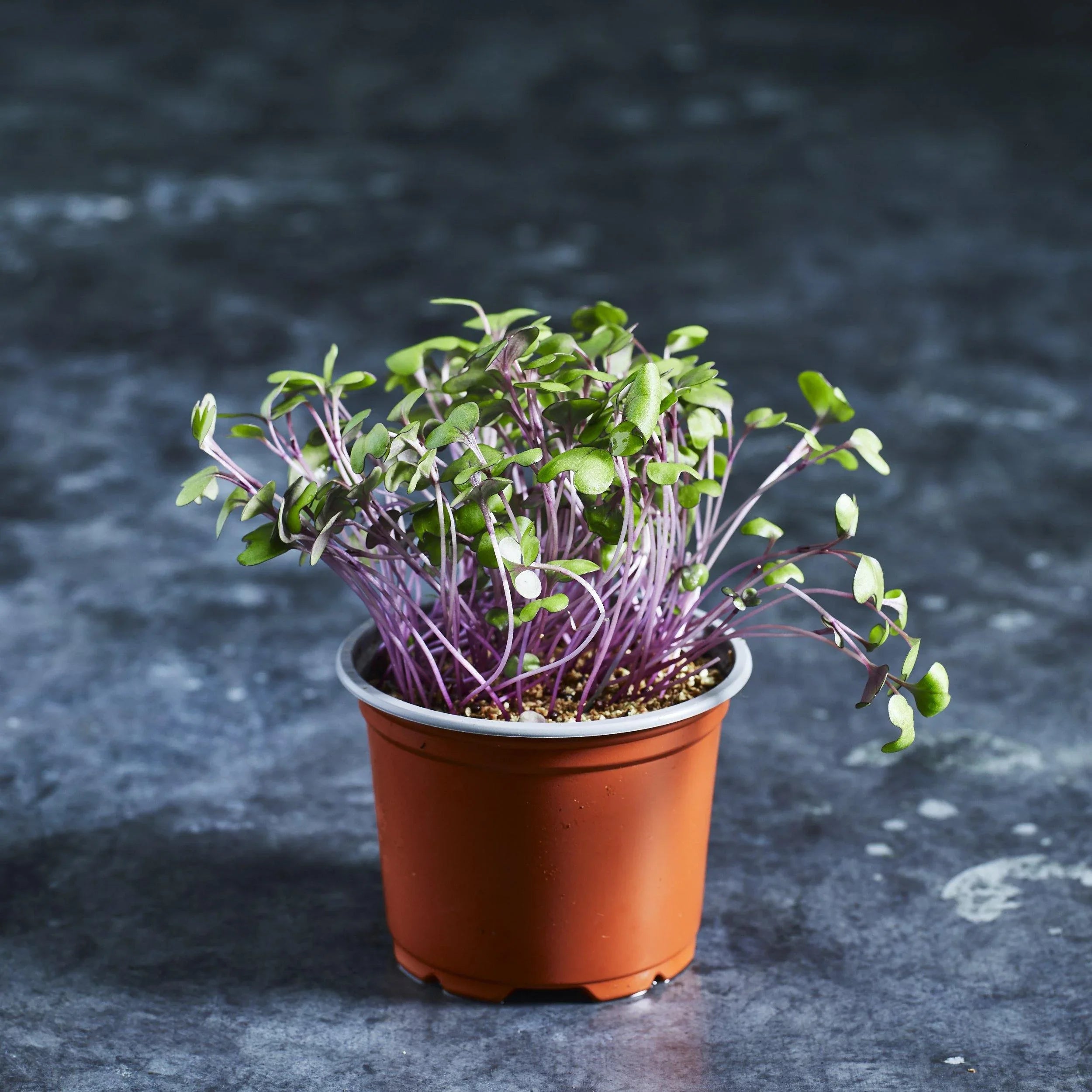 Cabbage Seeds - Red - Australian Wheatgrass