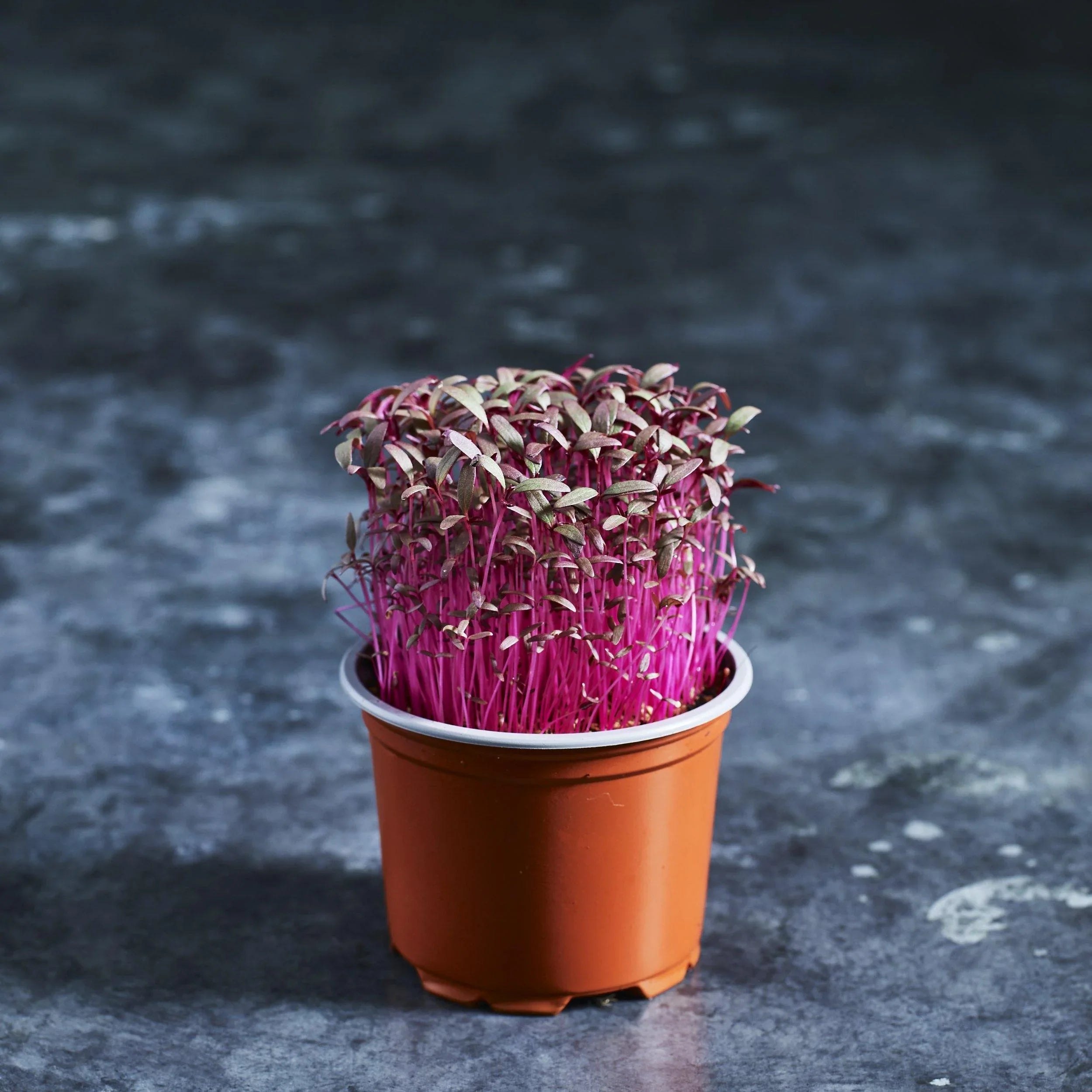 Amaranth Seeds - Red Garnet - Australian Wheatgrass