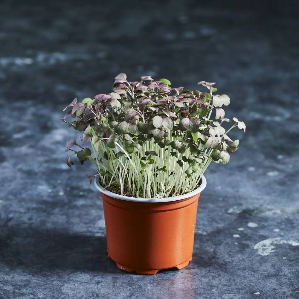 Mustard Seeds - Red (Crimson Tide) - Australian Wheatgrass