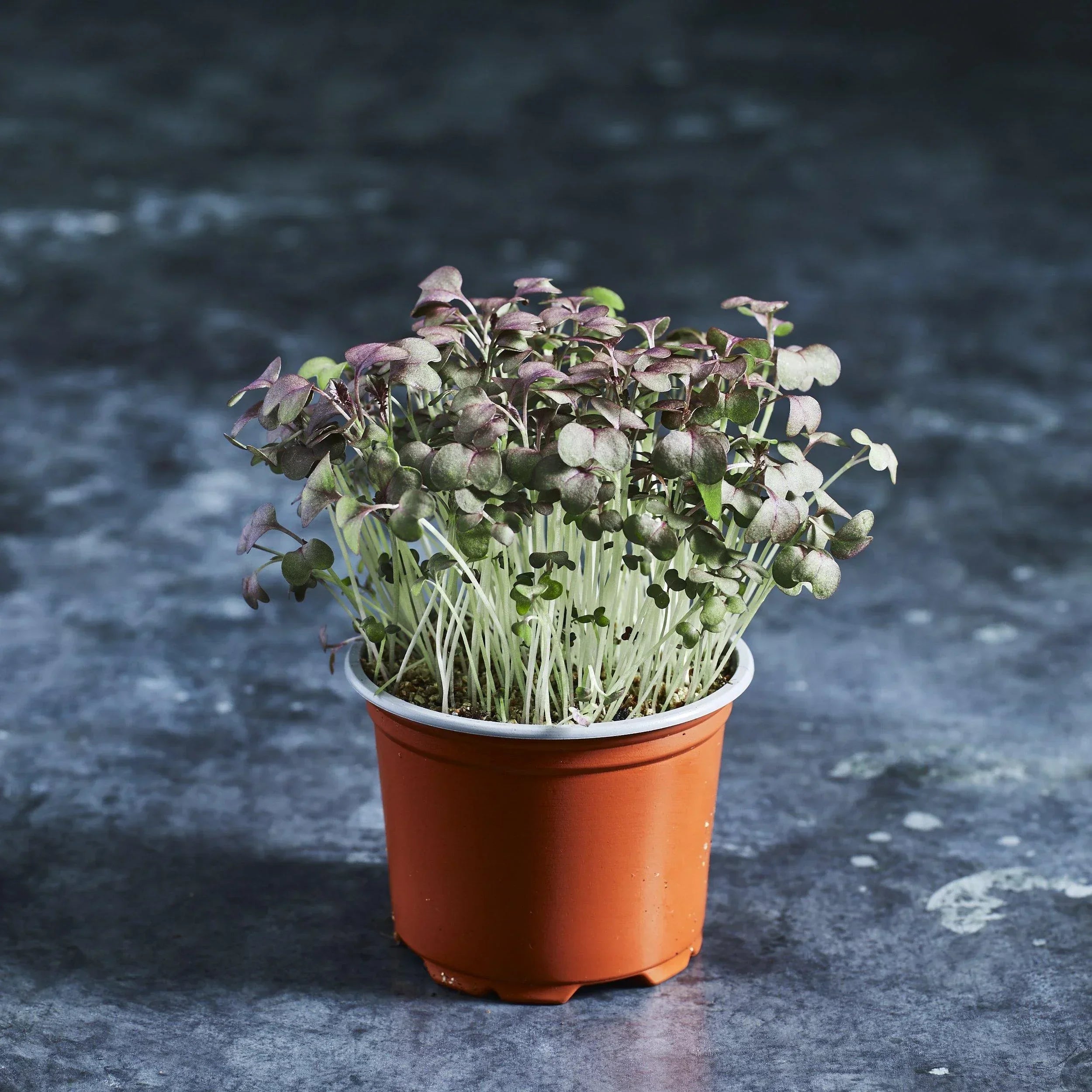 Mustard Seeds - Red (Crimson Tide) - Australian Wheatgrass