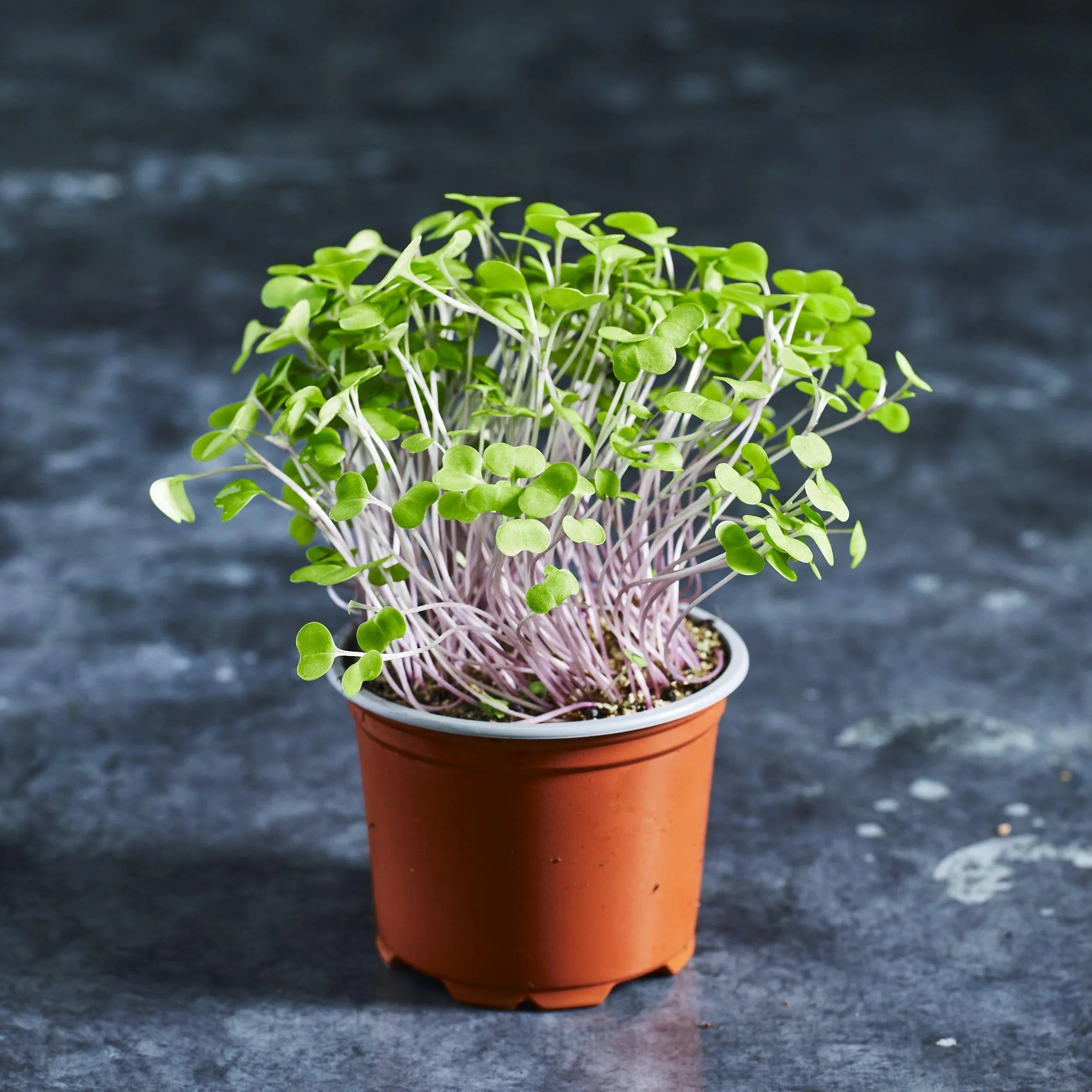 Kale Seeds - Red Russian - Australian Wheatgrass