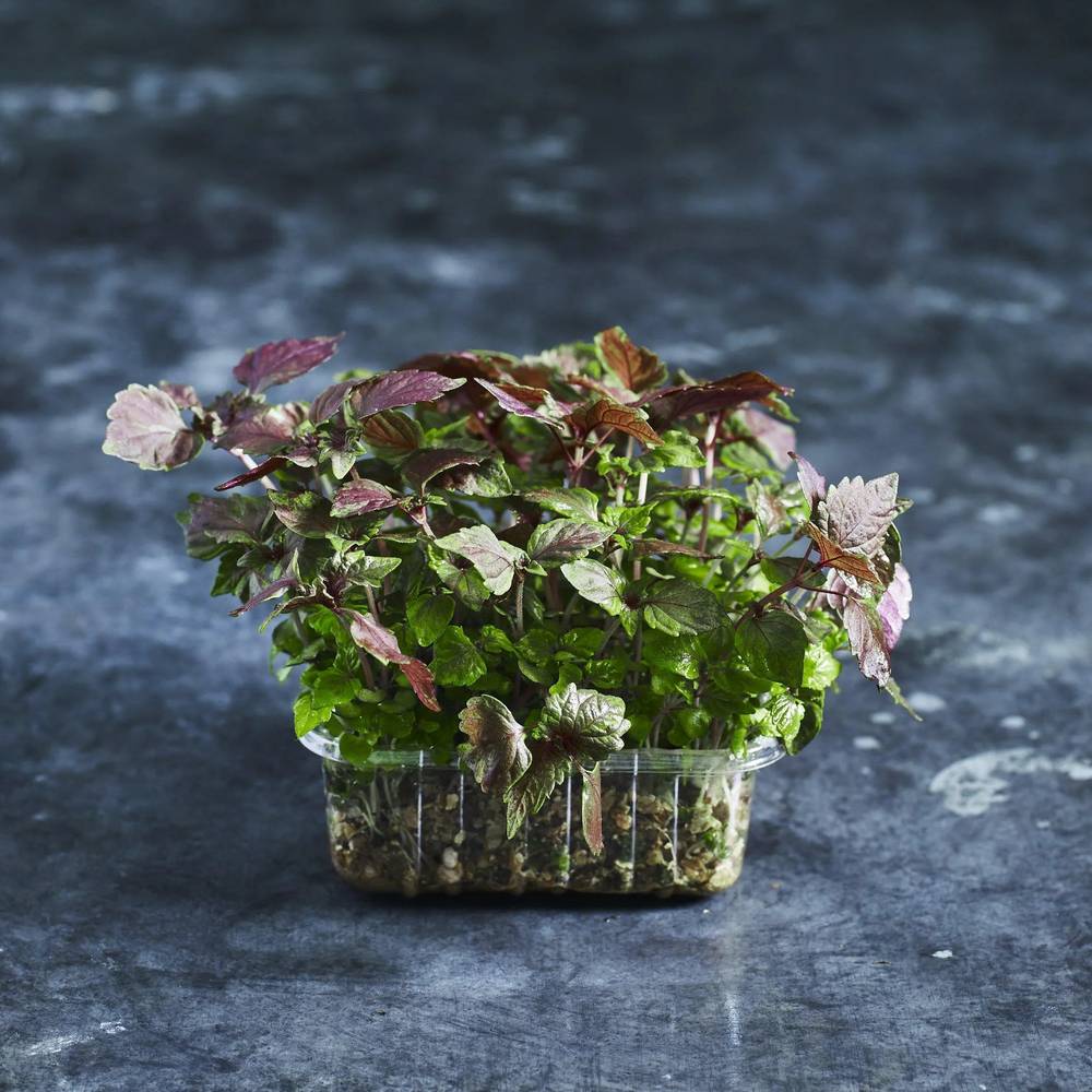 Shiso Seeds - Red - Australian Wheatgrass
