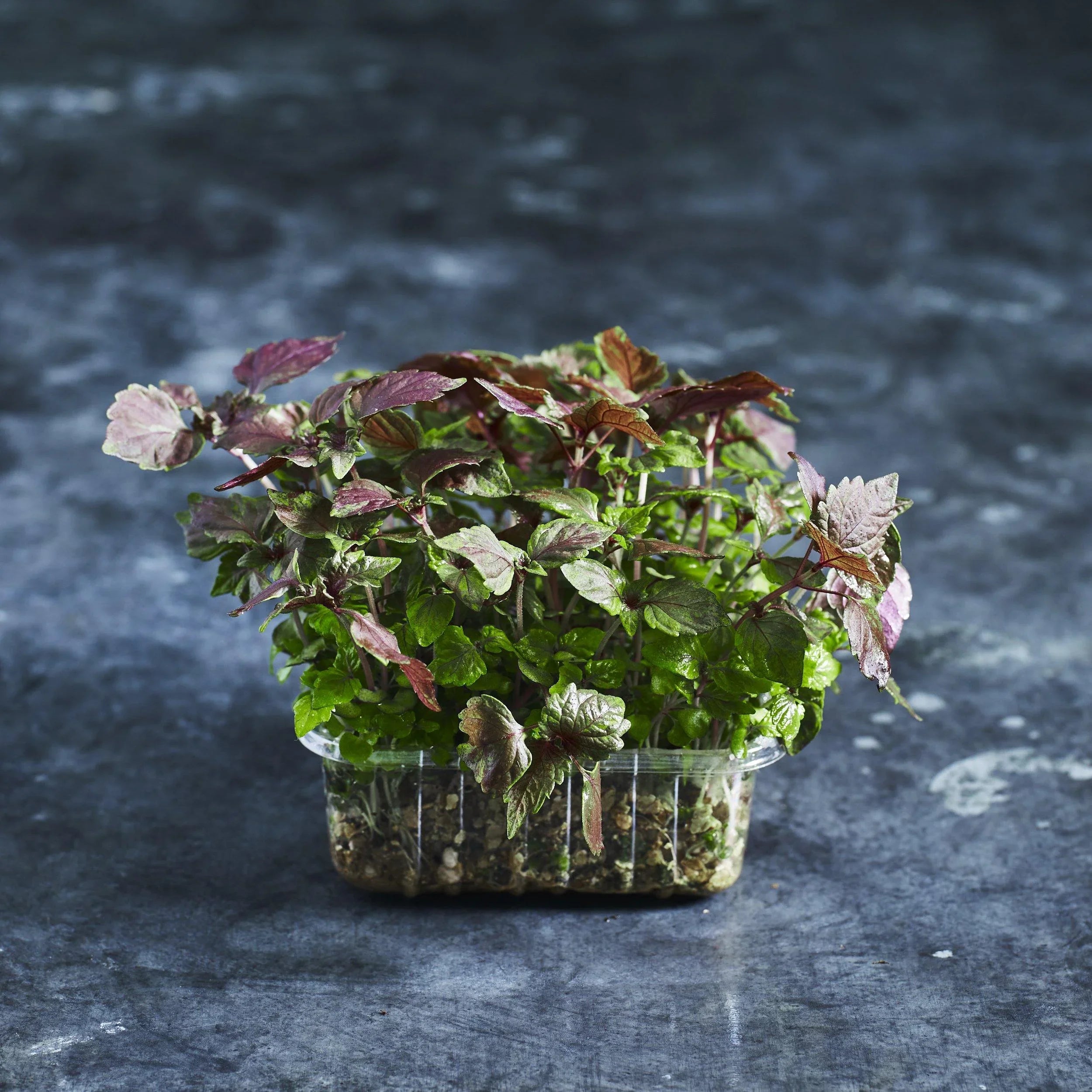 Shiso Seeds - Red - Australian Wheatgrass