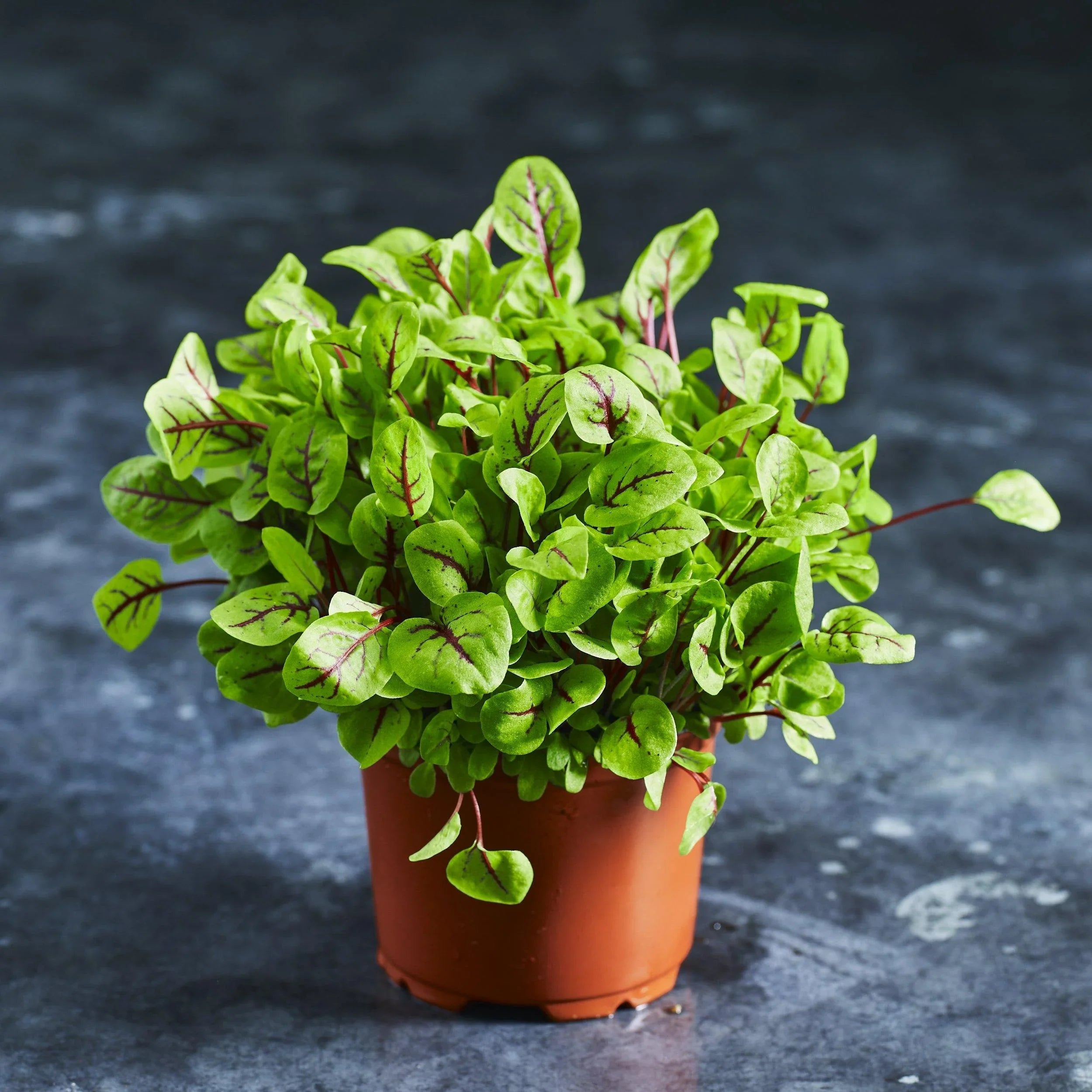 Sorrel - Red Vein - Australian Wheatgrass