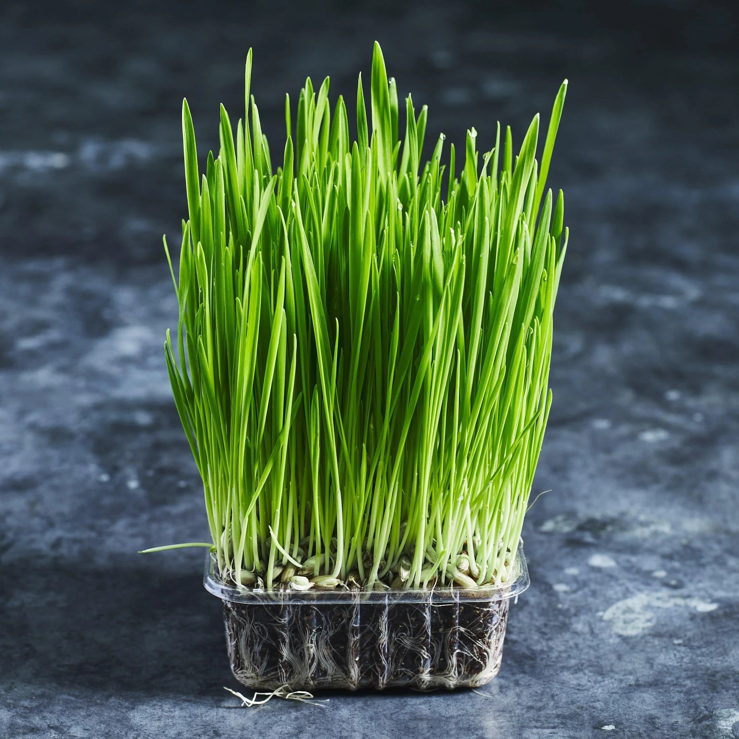 Oats - Raw Unhulled - Australian Wheatgrass