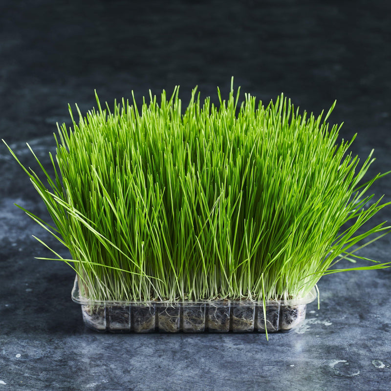 Rye Grain Seeds - Microgreens - Australian Wheatgrass
