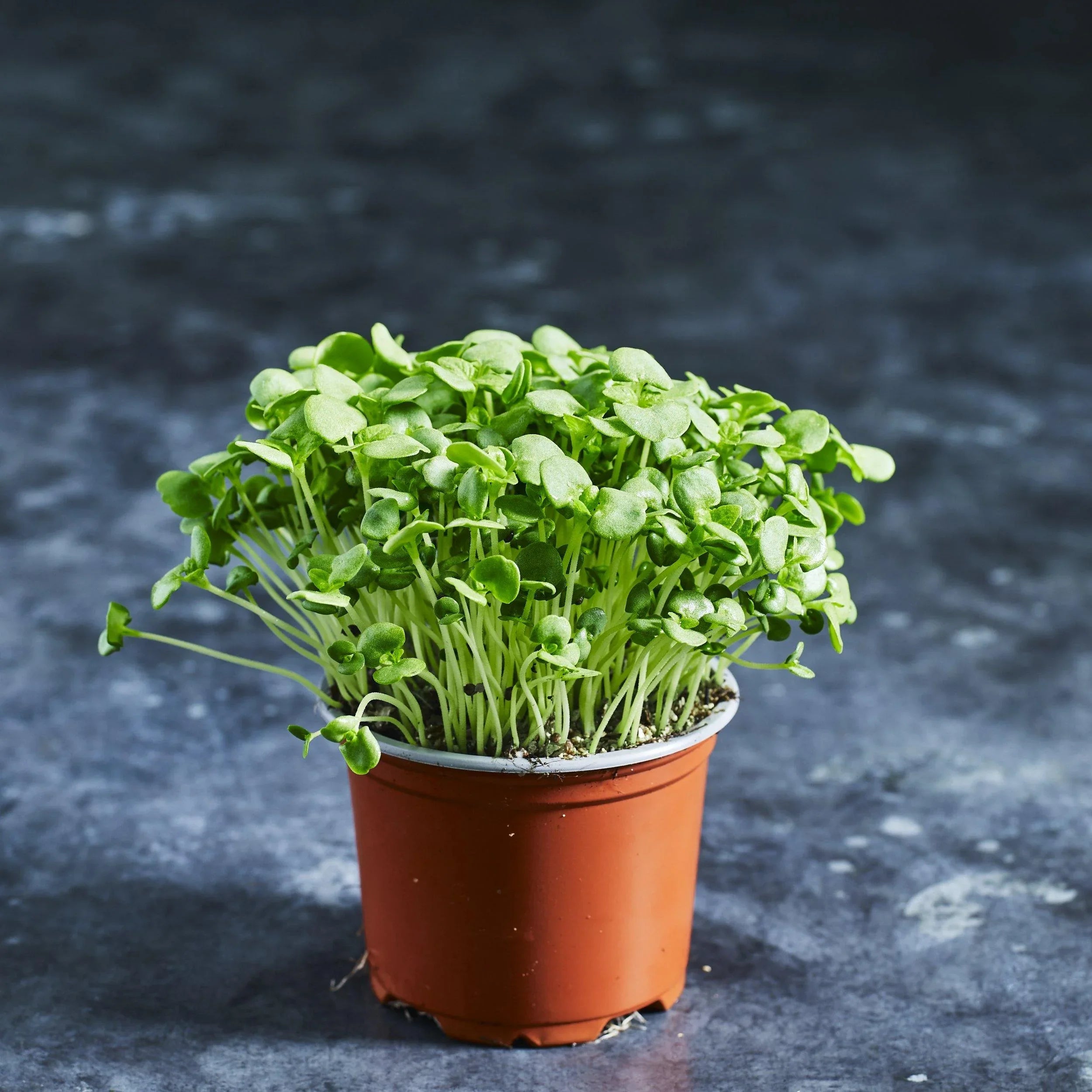 Shiso Seeds - Green - Australian Wheatgrass