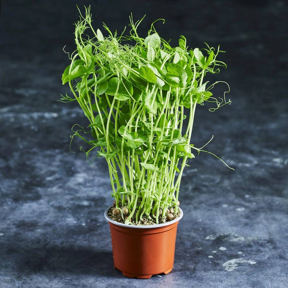 Pea Seed - Snow Pea Tendrils - Australian Wheatgrass
