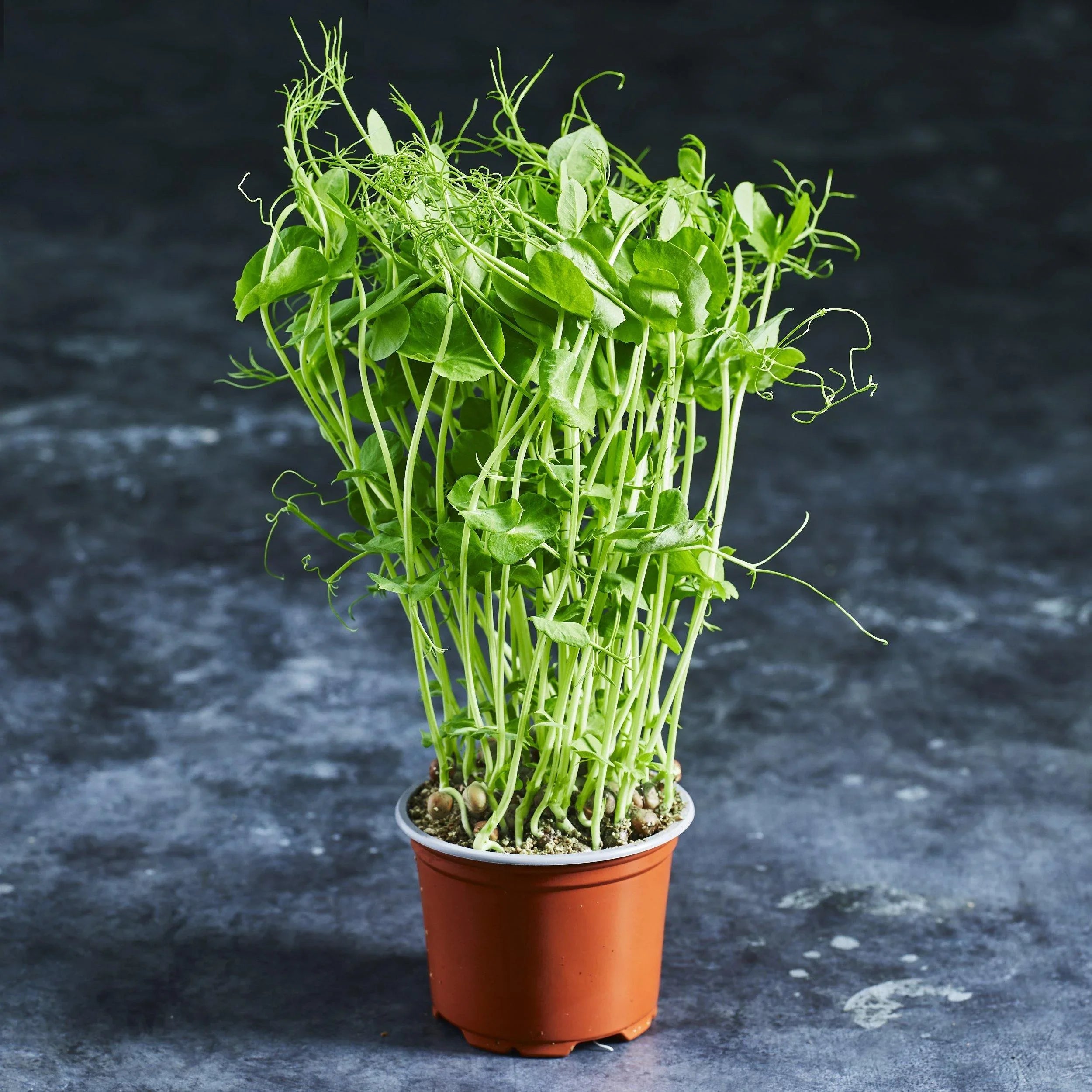 Pea Seed - Snow Pea Tendrils - Australian Wheatgrass
