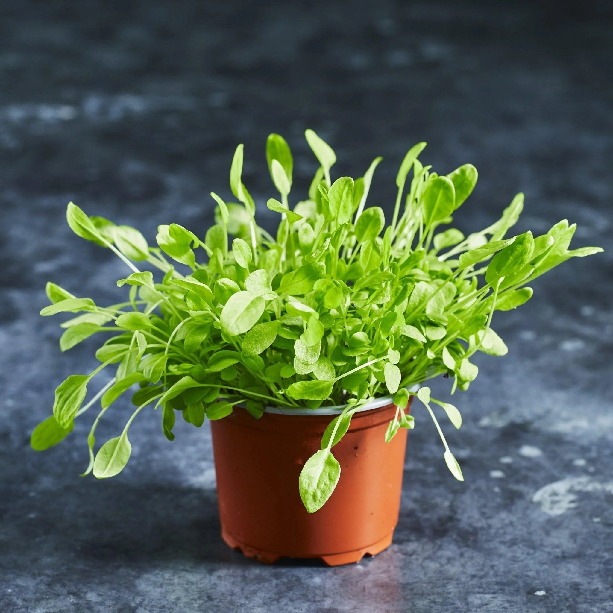 Sorrel Seeds - Green - Australian Wheatgrass