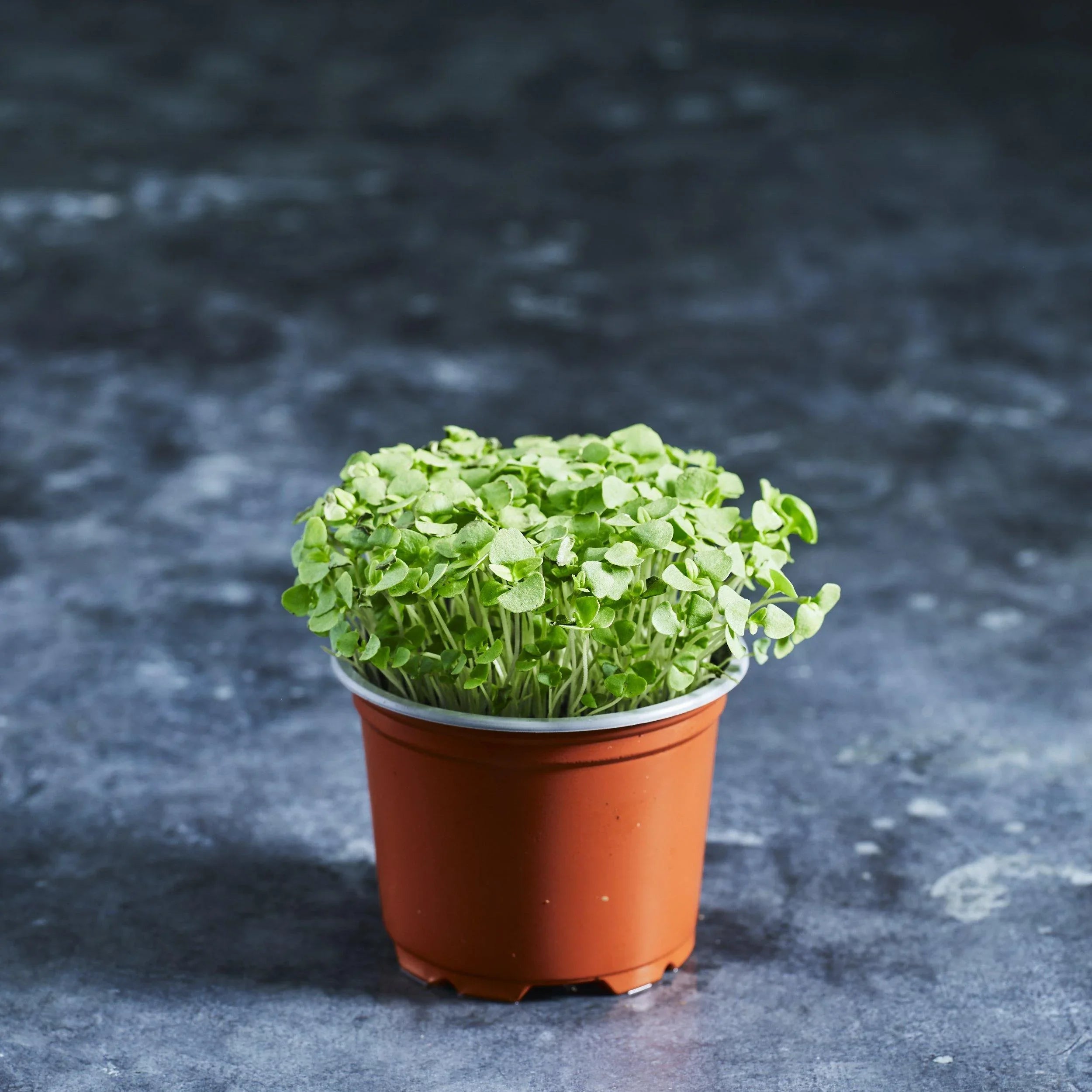 Basil Seeds - Thai - Australian Wheatgrass