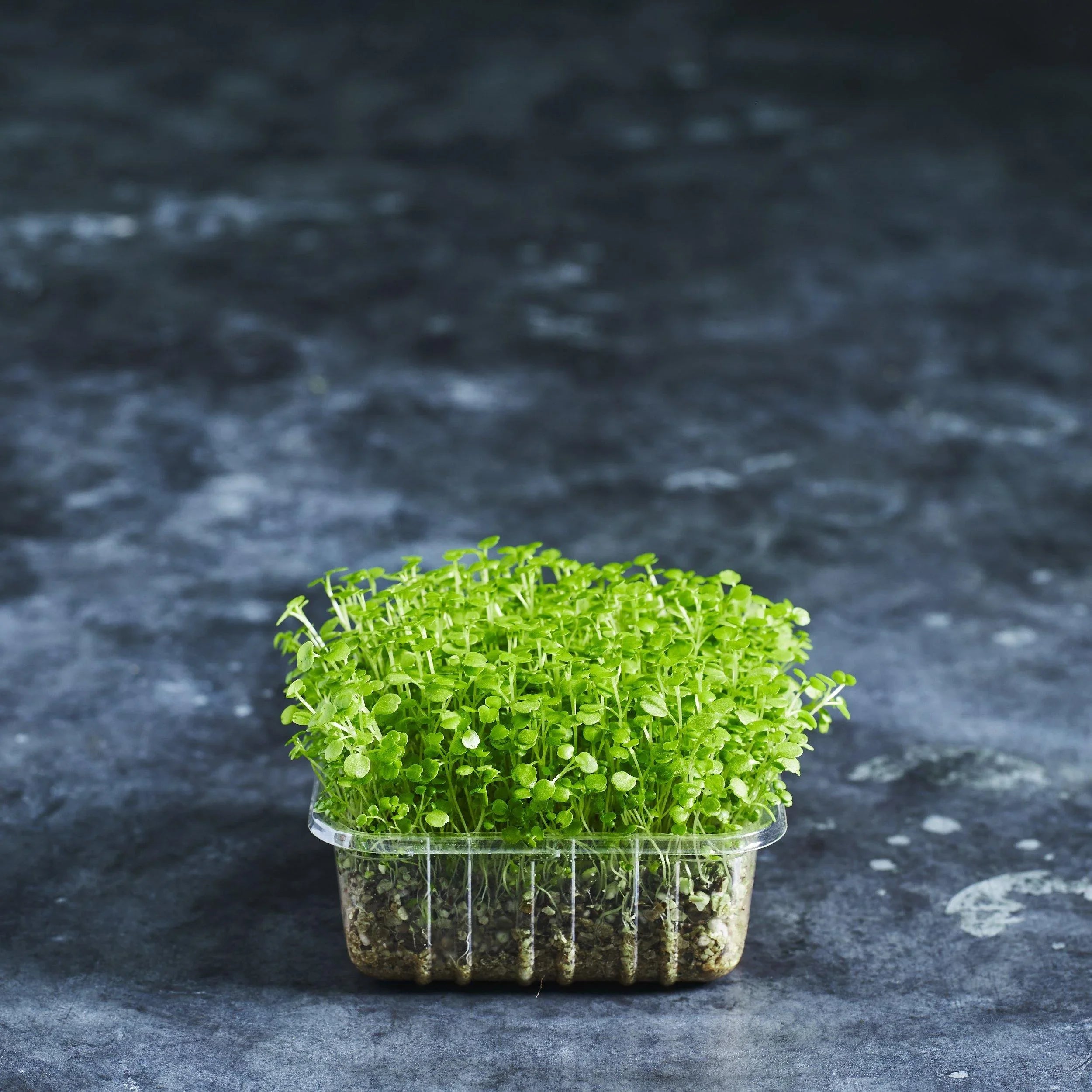 Watercress Seeds - Australian Wheatgrass