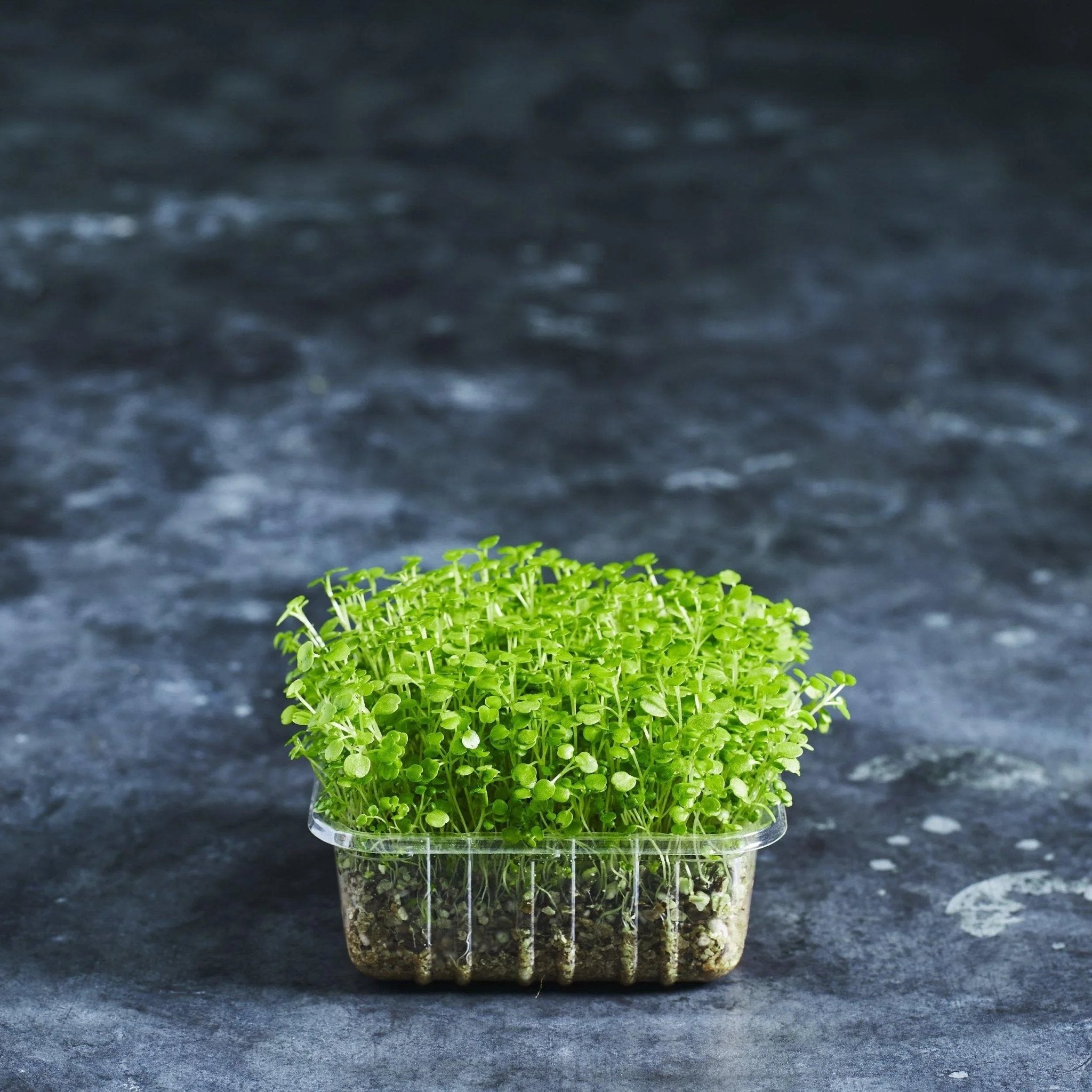Watercress Seeds - Australian Wheatgrass