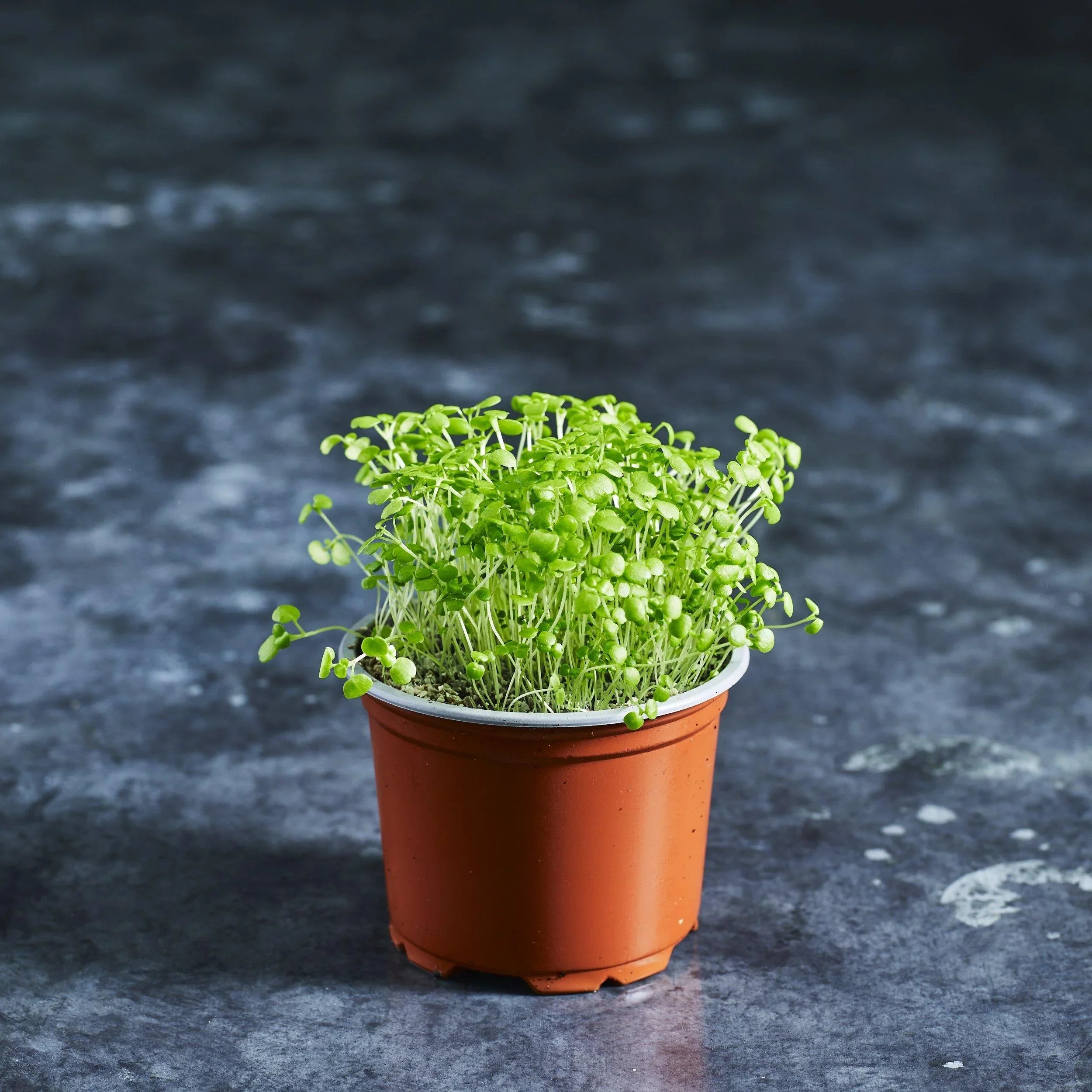 Watercress Seeds - Australian Wheatgrass