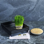 Wheatgrass Grow Kit 1 - Australian Wheatgrass