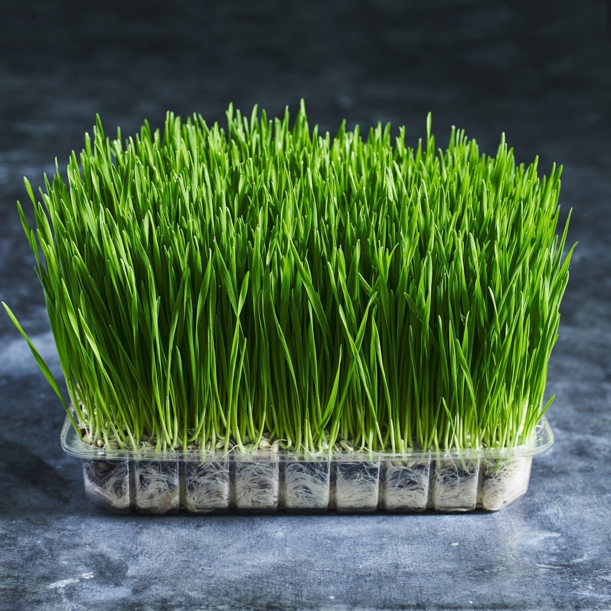 Wheatgrass punnets delivered to your door - Australian Wheatgrass
