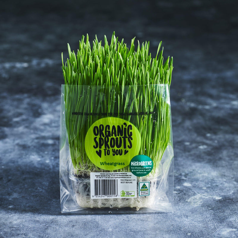 Wheatgrass - Mini Punnets - Australian Wheatgrass