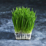 Wheatgrass Seeds - Sprouting - Australian Wheatgrass