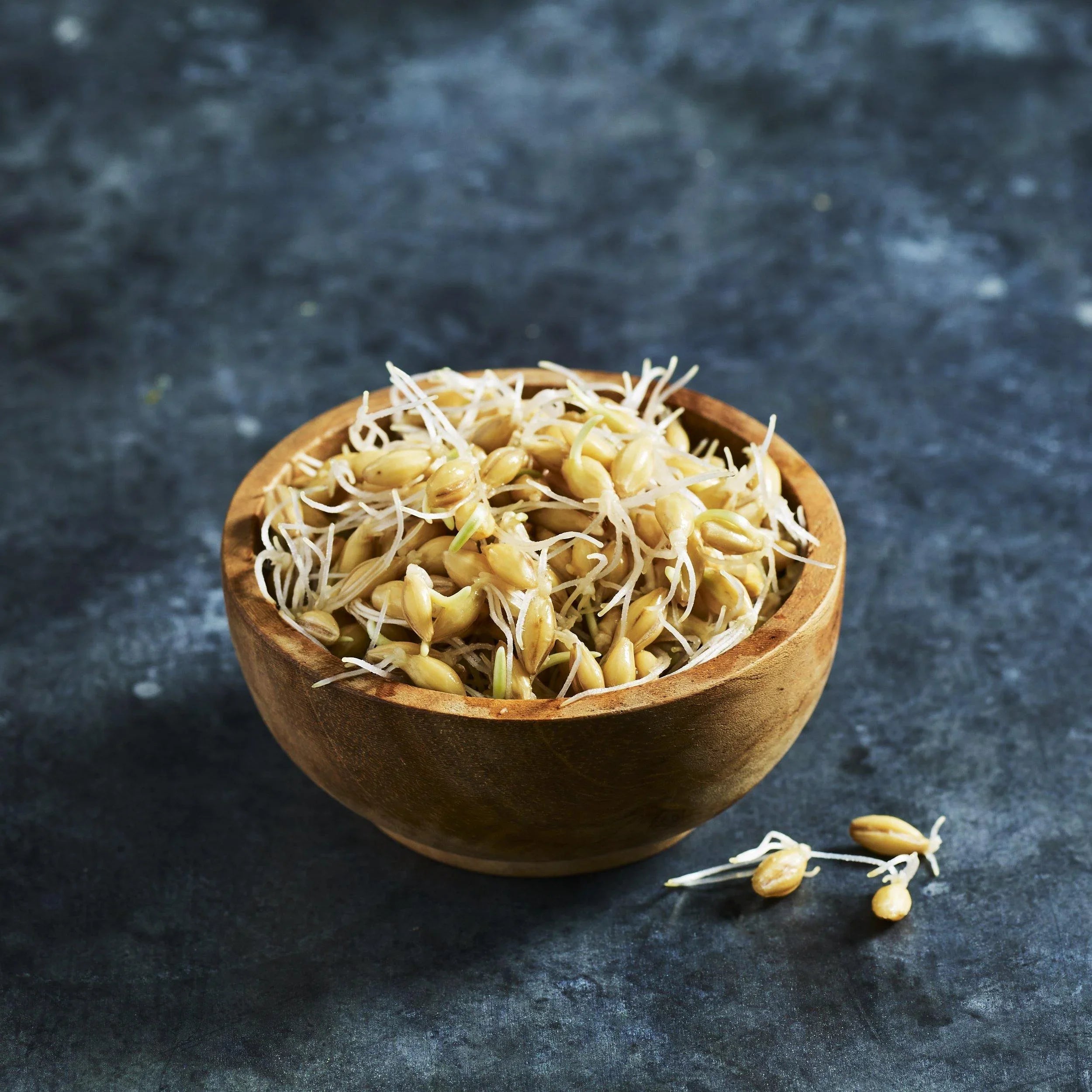 Barley Grain Seeds - Microgreens - Australian Wheatgrass